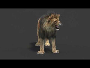 Rigged lion 3D model with fur, available for download in 3ds Max with 360-degree view Thumbnail