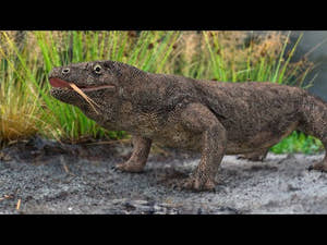 Animated Komodo Dragon 3D Model Thumbnail