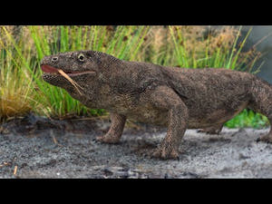Animated Komodo Dragon 3D Model Thumbnail
