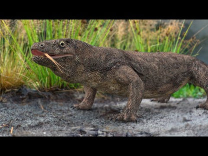 Animated Komodo Dragon 3D Model
