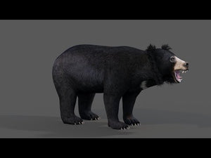 Animated Sloth Bear 3D Model for Download Thumbnail