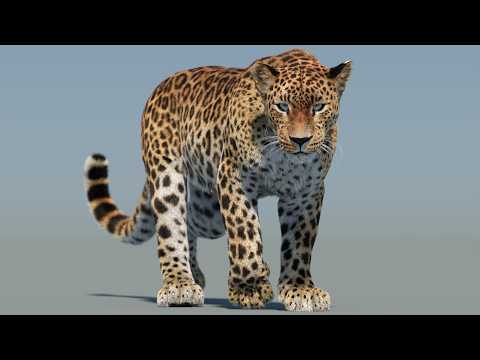 YouTube video preview showcasing animations of the Animated Sri Lankan Leopard 3D Model
