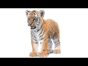 Tiger Cub 3D Model with Groomed Hair Thumbnail