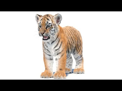 Tiger Cub 3D Model with Groomed Hair