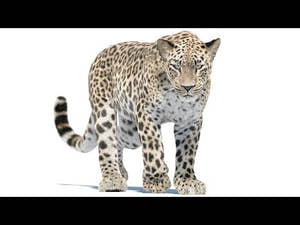Realistic Persian Leopard 3D Model with Fur YouTube Vidoe with Walk and run animations Thumbnail