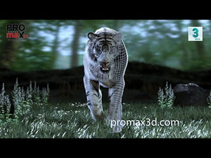 Animated White Tiger 3D Model with Fur Walk Cycle Animation Thumbnail