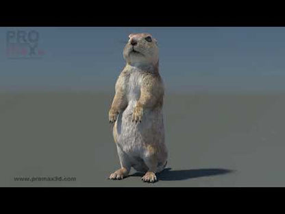 Rigged Prairie Dog 3D Model Fur