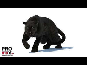 Rigged Black Panther 3D Model with Fur Thumbnail