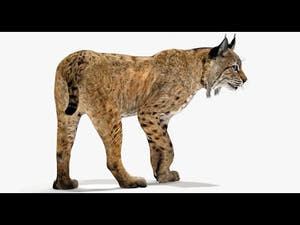 Rigged bobcat 3D model—video thumbnail with 360° view and signature pose Thumbnail