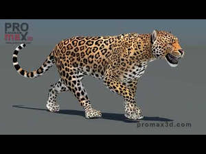 Leopard 3D Model Animated Thumbnail