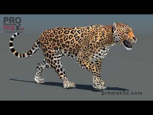 Leopard 3D Model Animated Thumbnail