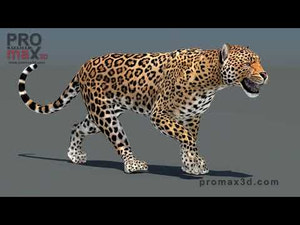 Leopard 3D Model Animated Thumbnail