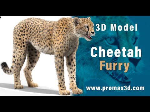 Cheetah 3D Model 360 View with Realistic Groomed Fur