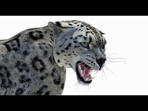 Rigged Snow Leopard 3D Model - 360 View - Textured, Wireframe and Rigged Thumbnail