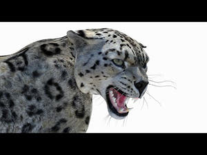 Rigged Snow Leopard 3D Model - 360 View - Textured, Wireframe and Rigged Thumbnail