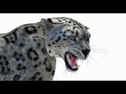 Snow Leopard 3D Model Rigged