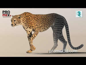 Cheetah 3D Model Rigged 360 View  Thumbnail