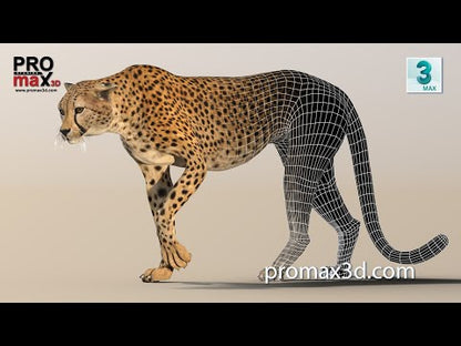 Cheetah 3D Model Rigged