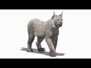 Animated White Eurasian Lynx with Fur Thumbnail