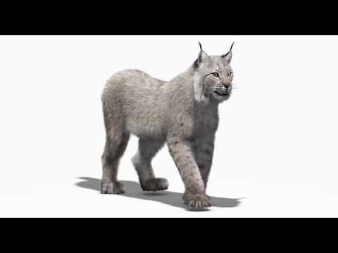 Animated White Eurasian Lynx with Fur