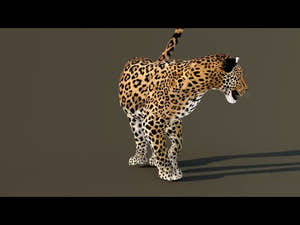 Leopard 3D Model Animated Thumbnail