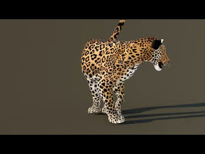 Leopard 3D Model Animated Thumbnail