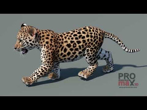 YouTube video showcasing walk and run animations of the leopard cub 3D model with textured fur Thumbnail