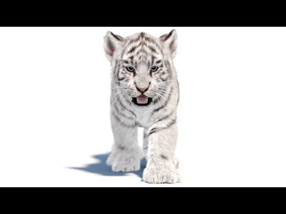 Animated white Tiger Cub 3D Model with Groomed Hair