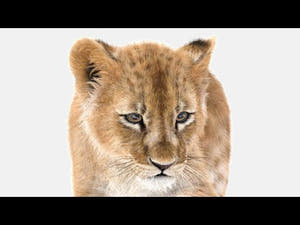 Rigged Lion Cub 3D Model with Fur turntable 360 view Thumbnail