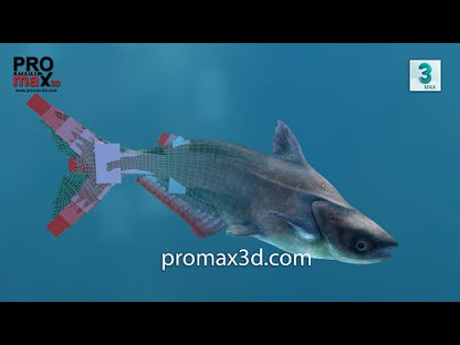 Rigged Mekong Giant Catfish 3D Model