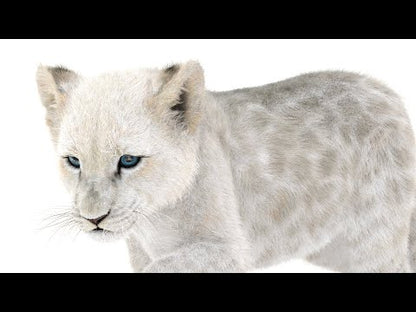 Rigged White Fur Lion Cub 3D Model