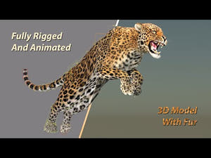 Animated Leopard 3D Model with Fur - Walking, Jumping, Sitting Laying down ,roling, paw in the hair animations Thumbnail
