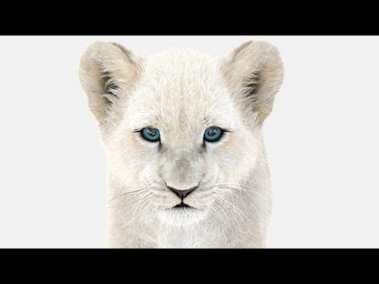 Animated White Fur Lion Cub 3D Model
