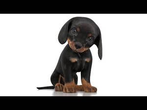 Rigged Dachshund Dog Puppy 3D Model Thumbnail