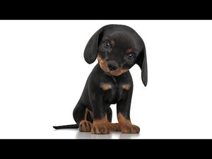 Rigged Dachshund Dog Puppy 3D Model Thumbnail