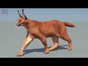 Animated Caracal 3D Model with Lifelike Walk Animation Cycle Thumbnail