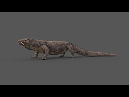 Komodo Dragon 3D Model Rigged