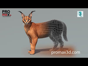 Caracal Cat 3D Model with Rigging 360 view Thumbnail