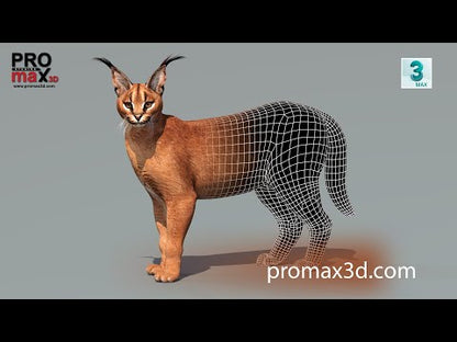 Caracal Cat 3D Model with Rigging