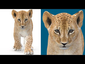 Animated Lion Cub 3D Model with Walk and Run Animation Cycles and 360 Turntable View Thumbnail