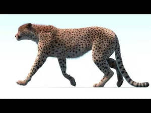 Animated Cheetah 3D Model Fur Thumbnail