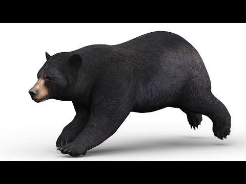 Animated Black Bear 3D Model