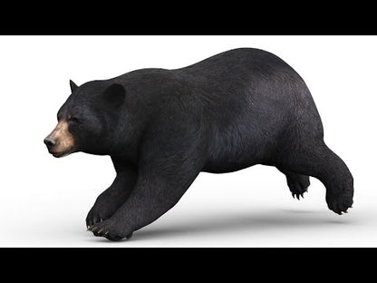 Animated Black Bear 3D Model