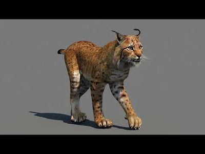 Animated Lynx 3d Model - Walk Animation Cycle
