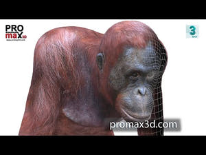 Realistic Orangutan 3D Model for Game, AR/VR, and CGI 360 View Thumbnail