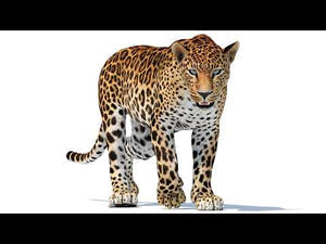 Animated Sri Lankan Leopard 3D Model Thumbnail