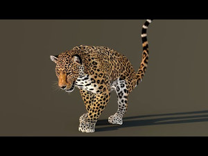 Leopard 3D Model Animated Thumbnail