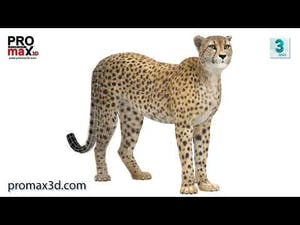 Rigged Cheetah 3D Model - Hair and Fur Thumbnail