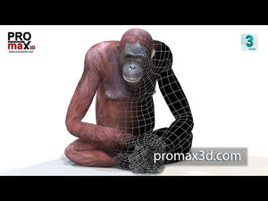 Rigged Female Orangutan 3D Model for Download 360 View Thumbnail