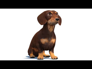 Dachshund Dog 3D Model 360 View Thumbnail